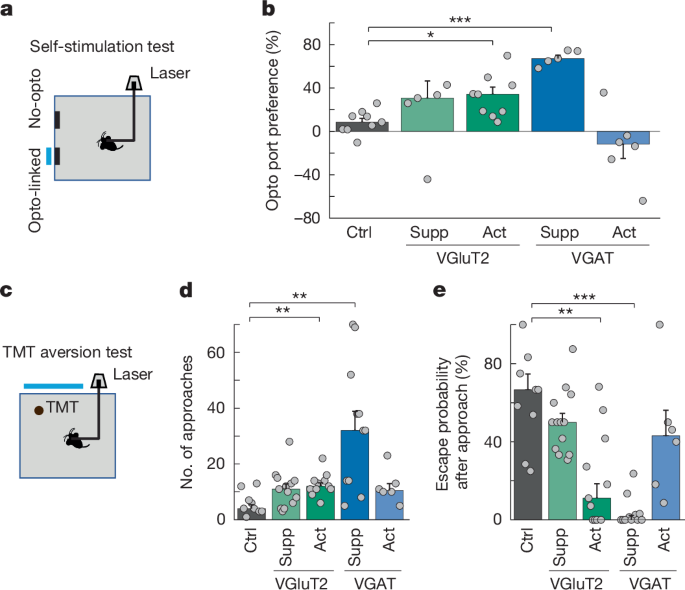 Fig. 3: Effect of manipulation of VGAT- and VGluT2-expressing MRN neurons on valence.