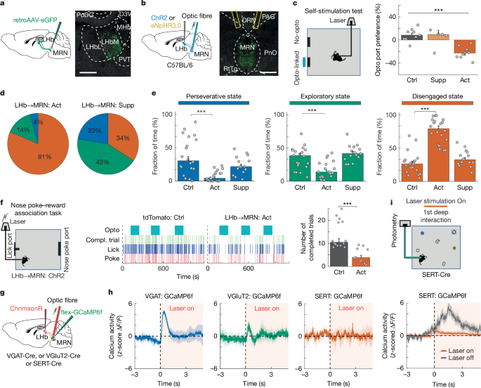 Fig. 5: LHb input to MRN drives disengagement.