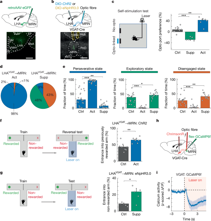 Fig. 6: LHA input to MRN bidirectionally controls perseverance.