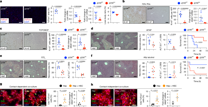 Fig. 1: HSCs regulate liver regeneration and injury.