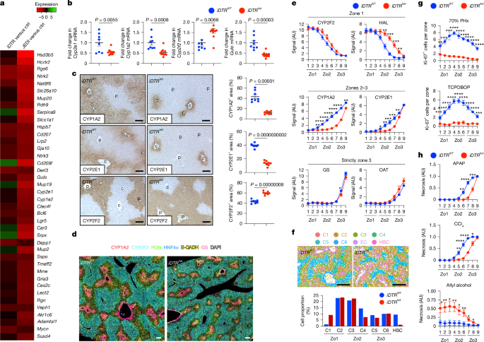 Fig. 2: HSCs regulate metabolic zonation and zone-specific injury and proliferation in the liver.
