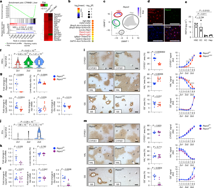 Fig. 3: HSC-derived RSPO3 regulates hepatocyte gene expression and liver zonation.