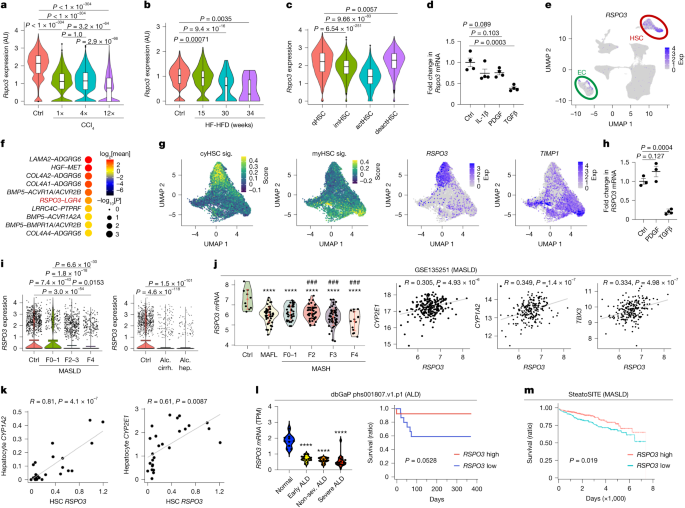 Fig. 5: Dynamic regulation of RSPO3 in liver disease.
