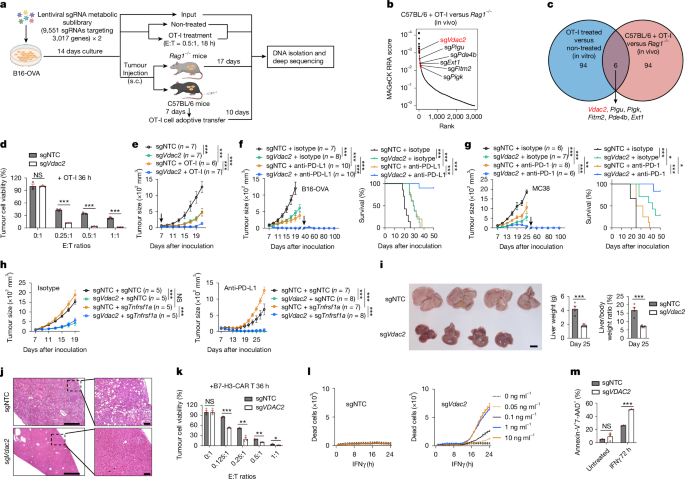 Fig. 1: VDAC2 deficiency sensitizes tumours to IFNγ-induced cell death and immunotherapy.