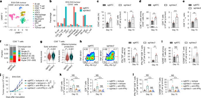 Fig. 2: VDAC2-deficiency-induced TME inflammatory reprogramming requires IFNγ.
