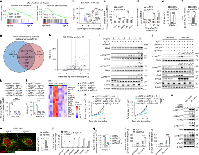 Fig. 3: VDAC2 loss enables IFNγ-induced mtDNA release and STING activation.