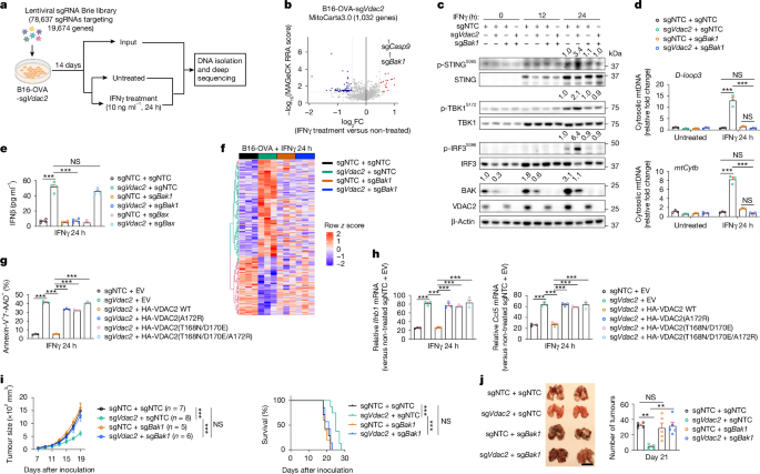 Fig. 4: BAK mediates VDAC2-deficiency-driven effects in response to IFNγ.