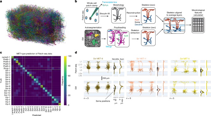 Fig. 1: Comparison of EM and Patch-seq pipelines and morphologies.