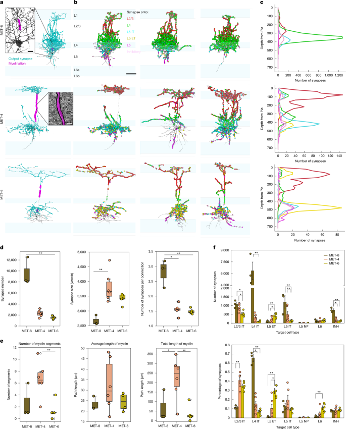 Fig. 2: Output synapses and myelination of MET-types.