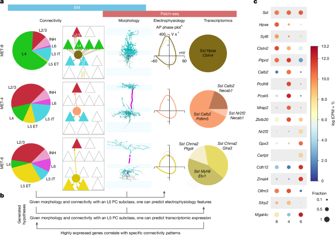 Fig. 4: Integrated view of MET-types including modalities from Patch-seq and EM.