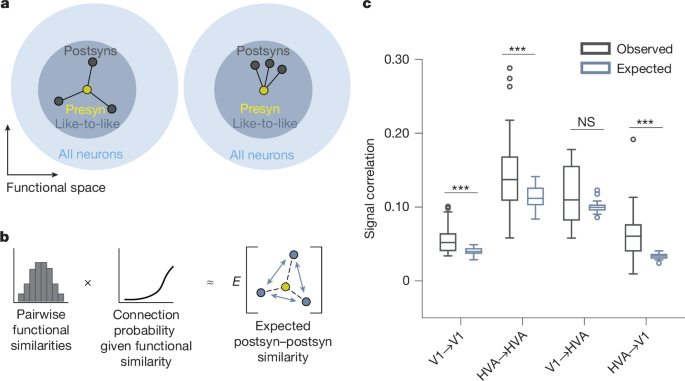 Fig. 5: Postsynaptic neurons with a common input are more functionally similar to each other than expected from a pairwise like-to-like rule.