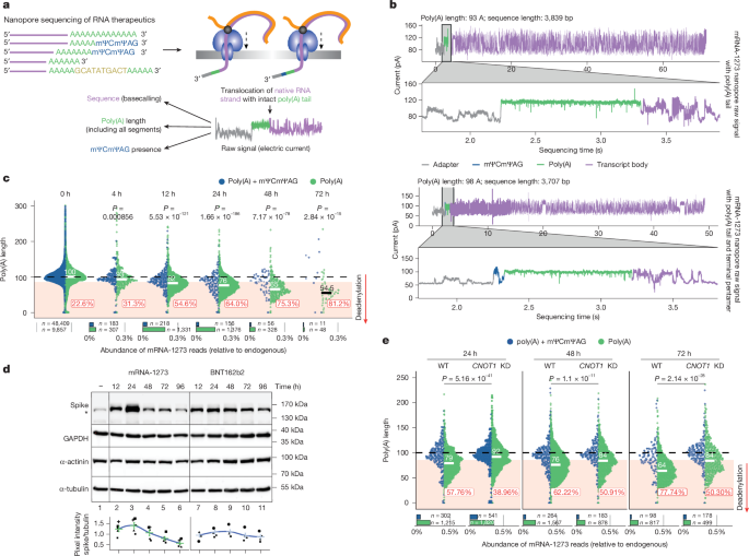Fig. 1: DRS of mRNA-1273 reveals the CCR4–NOT-mediated dynamics of its poly(A) tail in model cell lines.