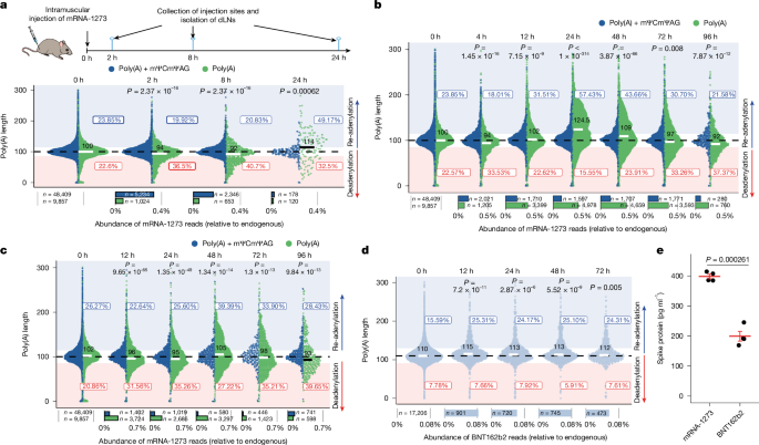 Fig. 2: The poly(A) tail of mRNA-1273 is extended in macrophages in vivo and in vitro.