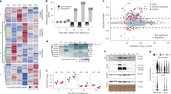 Fig. 3: mRNA-1273 induces the innate immune response and the expression of TENT5A.