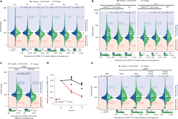 Fig. 4: TENT5A specifically re-adenylates mRNA-1273 in macrophages, thus stabilizing it.