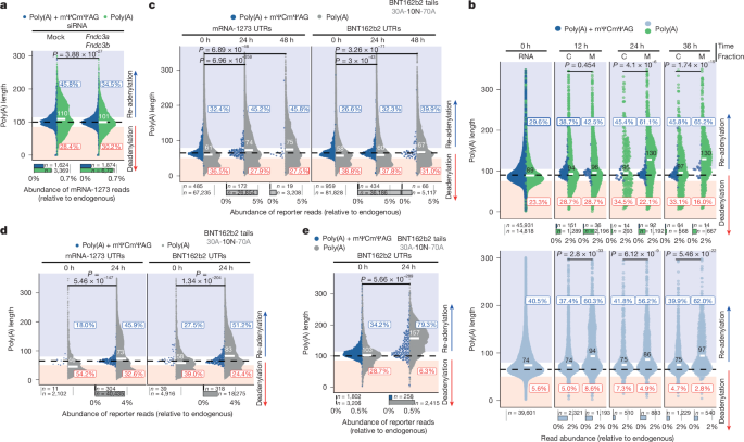 Fig. 5: ER targeting specifies the TENT5-mediated re-adenylation of synthetic mRNAs.
