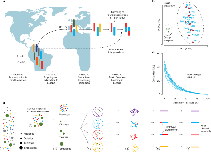 Fig. 1: History, genomic variation and phased genome assembly of European potato.