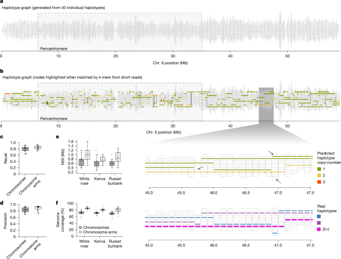 Fig. 5: Generating phased pseudo-genome assemblies with a haplotype graph.