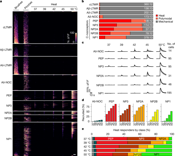 Fig. 1: Detection of heat and differential tuning of somatosensory neuron classes.