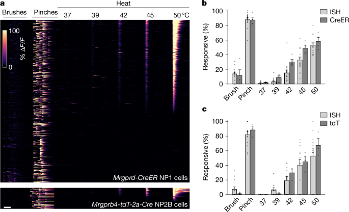 Fig. 2: In vivo functional imaging of Cre lines confirmed that NP1 and NP2B neurons detect noxious mechanical and thermal stimuli.