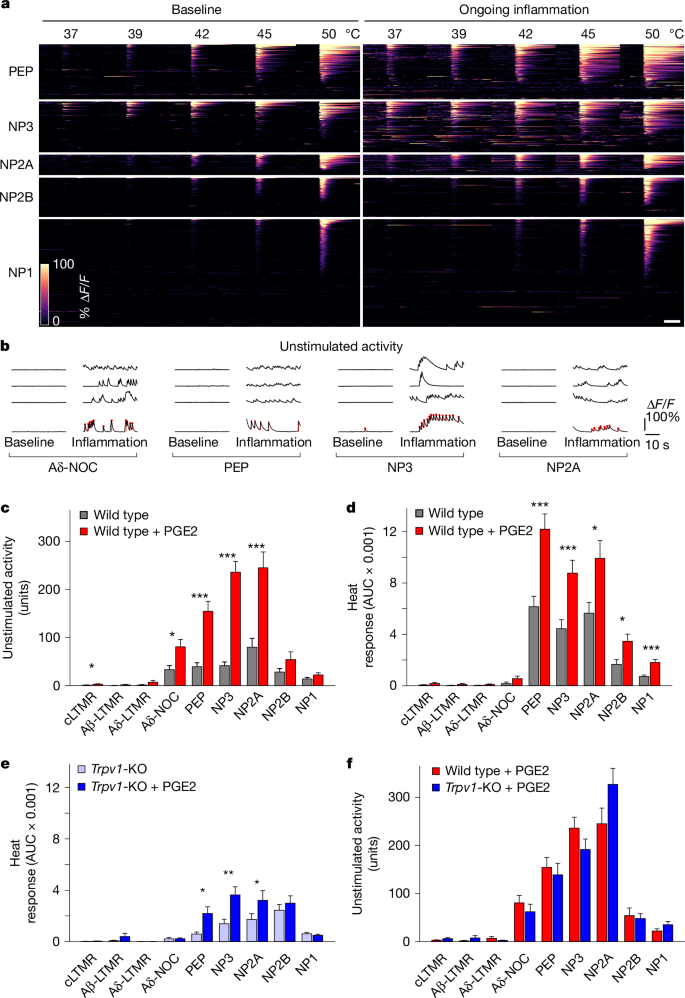 Fig. 3: PGE2-mediated inflammation differentially affects select classes of nociceptors.