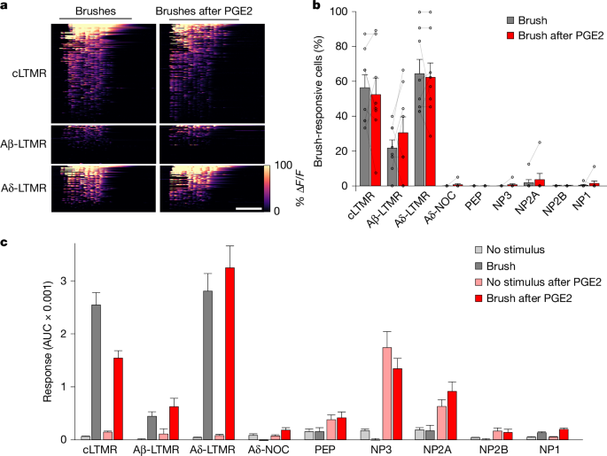 Fig. 4: Stable representation of gentle touch at the periphery during inflammation.