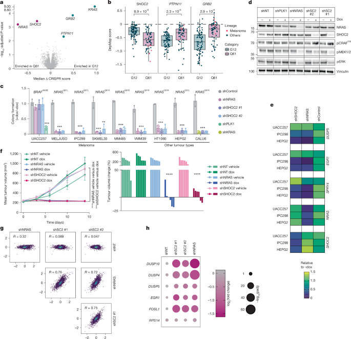 Fig. 2: SHOC2 genetic validation in cancer models.