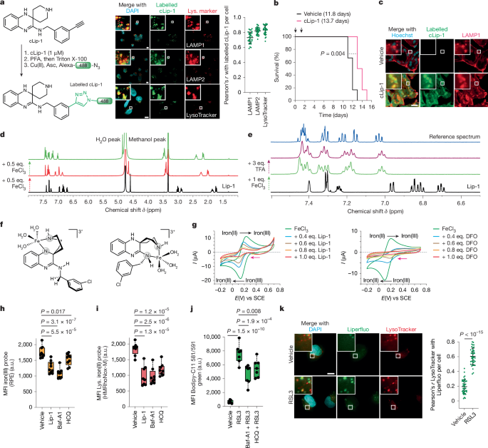 Fig. 1: Lysosomal iron triggers the oxidation of membrane lipids.