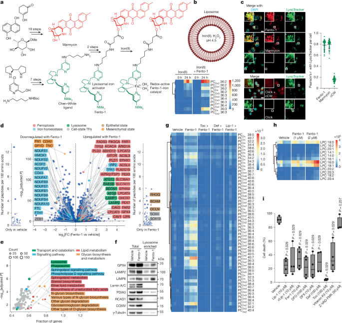 Fig. 2: Induction of ferroptosis by a lysosome-selective iron-dependent phospholipid degrader.