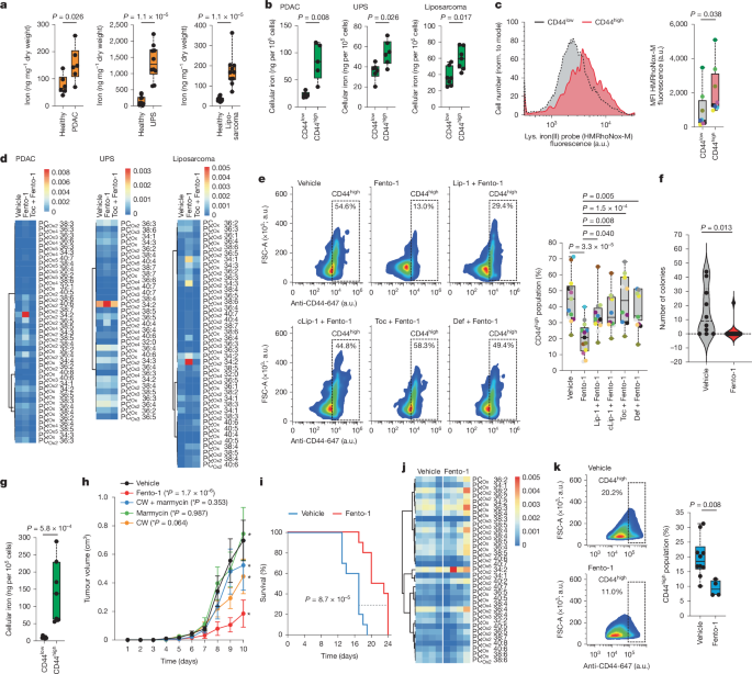 Fig. 3: Activation of lysosomal iron targets CD44high cancer cells and reduces tumour growth.