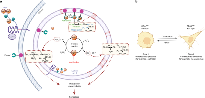 Fig. 4: Iron in ferroptosis and cell-state transitioning.