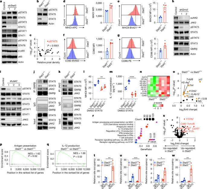 Fig. 2: STAT3 restrains STAT5-driven DC function.