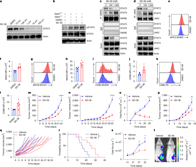 Fig. 4: STAT3 degraders for treatment of advanced tumours.