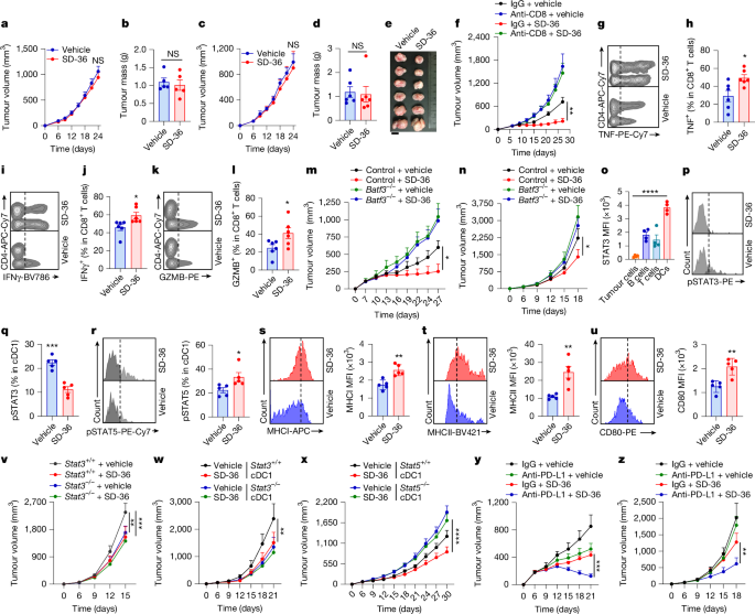 Fig. 5: STAT3 degradation in DCs boosts immunity.