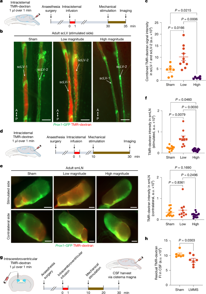 Fig. 6: Increased CSF drainage by non-invasive mechanical stimulation of scLVs.