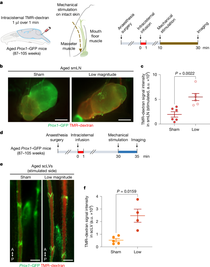Fig. 7: Increased CSF drainage in aged mice by mechanical stimulation of scLVs.