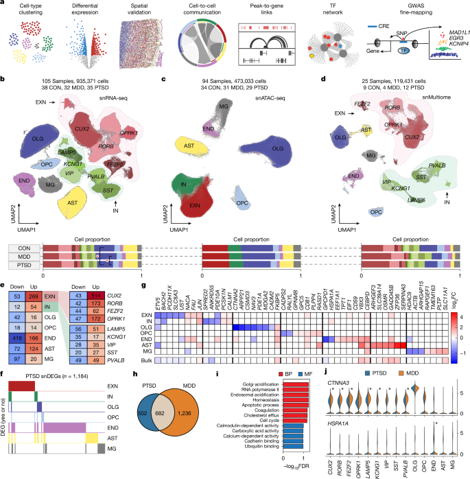 Fig. 1: Multimodal genomic taxonomy of cell types in the human PFC and cell-type-specific gene expression changes.