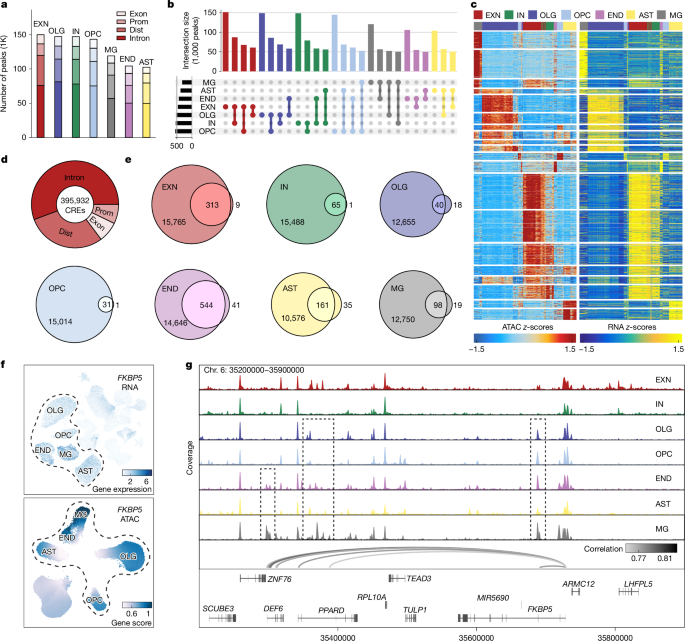 Fig. 4: PTSD alters cis-regulation of gene expression across cell types.