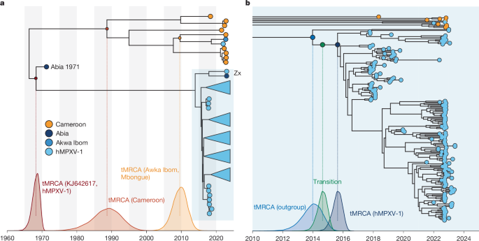 Fig. 2: Time-resolved global phylogeny of clade IIb.