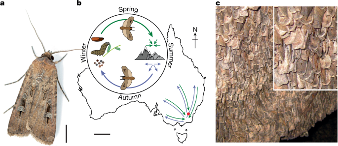 Fig. 1: The Bogong moth life history.