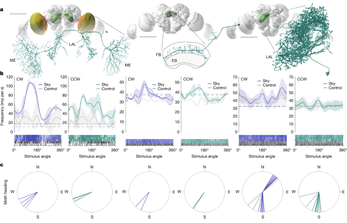 Fig. 5: Neurons responding to the starry sky reside in known compass-related regions of the insect brain.