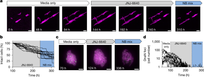 Fig. 3: M. tuberculosis single-cell analysis of PurF inhibition.