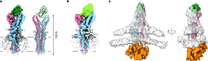 Fig. 1: Recognition of TTYH2 by synthetic nanobodies.