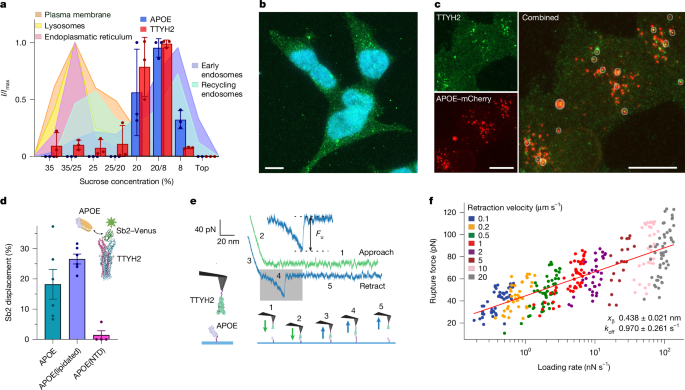 Fig. 2: TTYH2–APOE interactions and subcellular distribution.