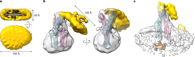 Fig. 4: Structure of TTYH2 in complex with disc-shaped APOE lipoproteins.