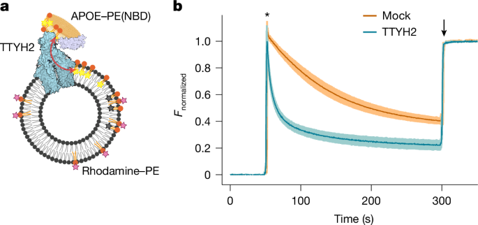 Fig. 5: TTYH2-mediated lipid transfer.