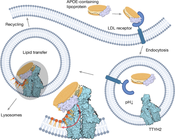 Fig. 6: Proposed cellular role of TTYH2–APOE interactions.