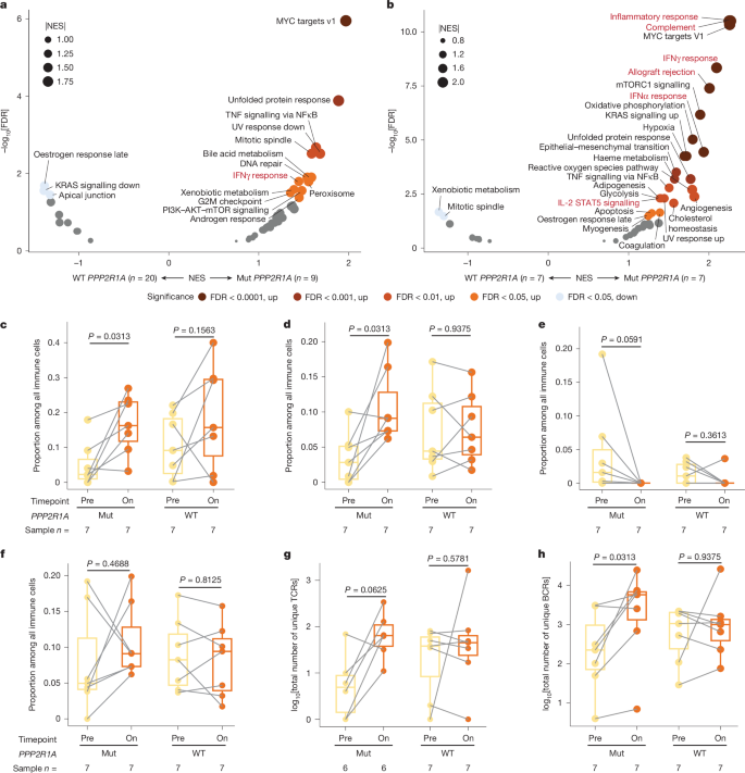 Fig. 2: Enhanced immune responses in OCCC with PPP2R1A mutations at the baseline and after ICB treatment.