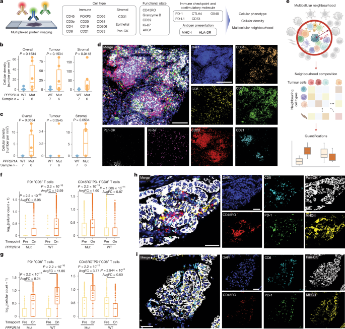 Fig. 3: Spatially resolved immune cell landscape in OCCC with and without PPP2R1A mutations.