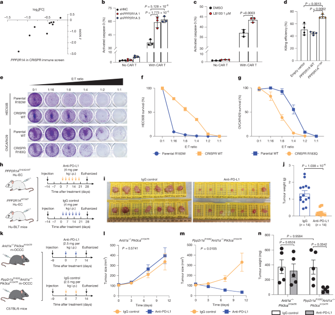 Fig. 4: PPP2R1A-mutant tumours exhibited improved sensitivity to T cell killing and ICB therapy.